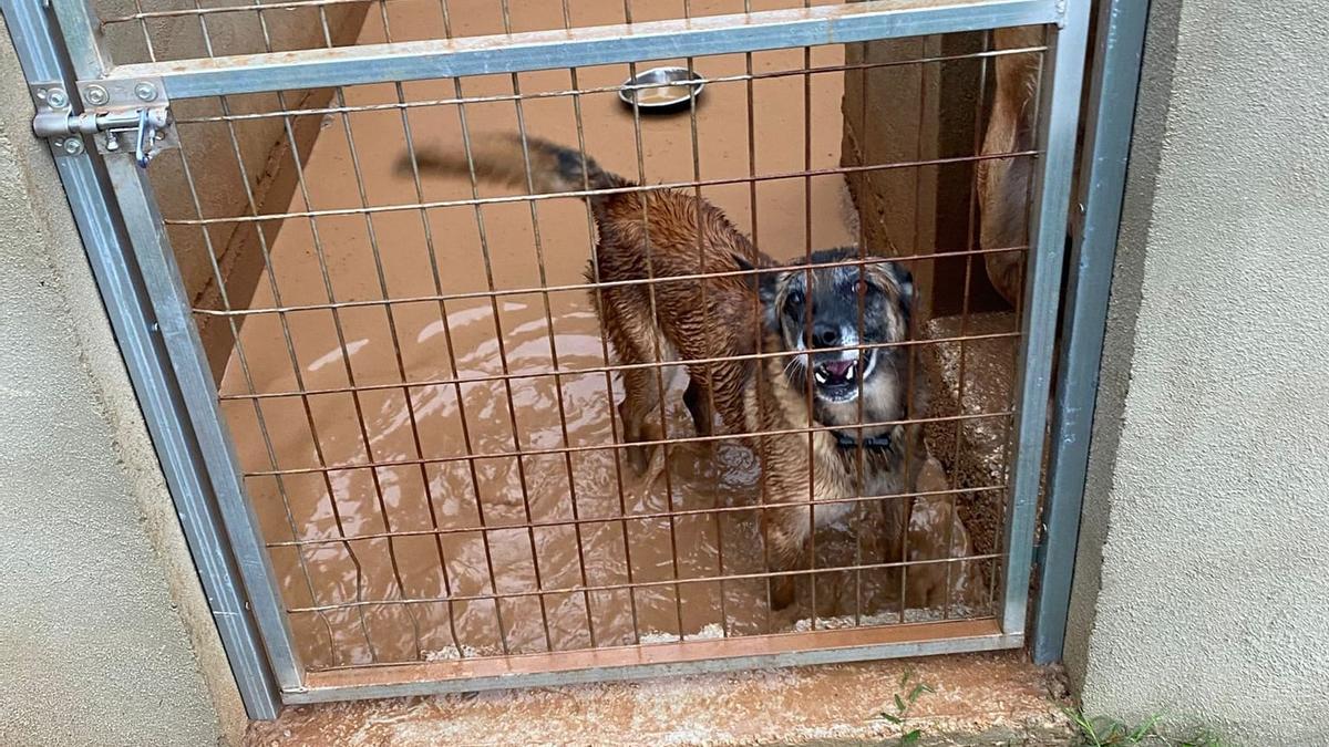 perros inundaciones valencia